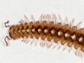 Nanogona polydesmoides